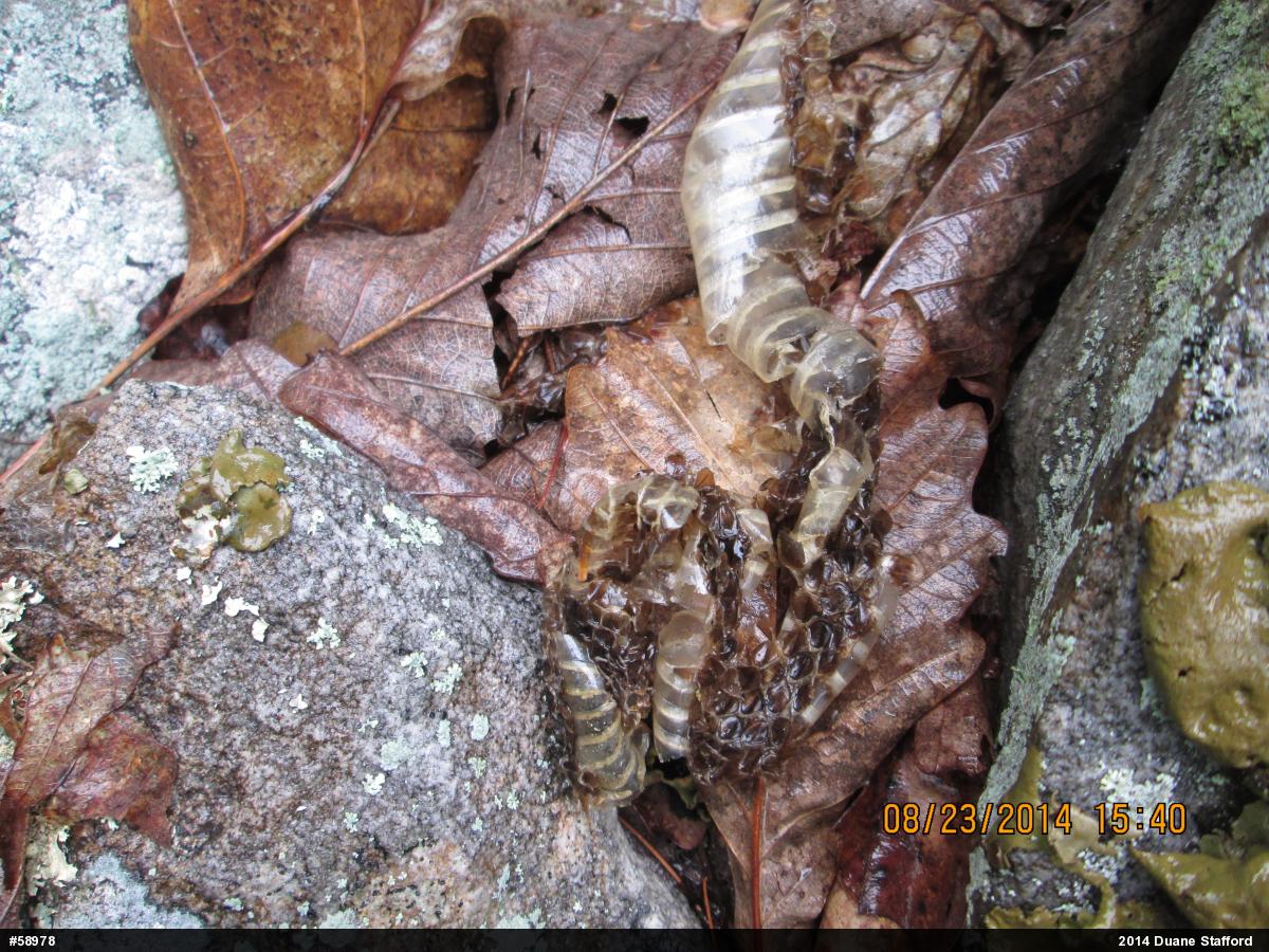 Timber Rattlesnake