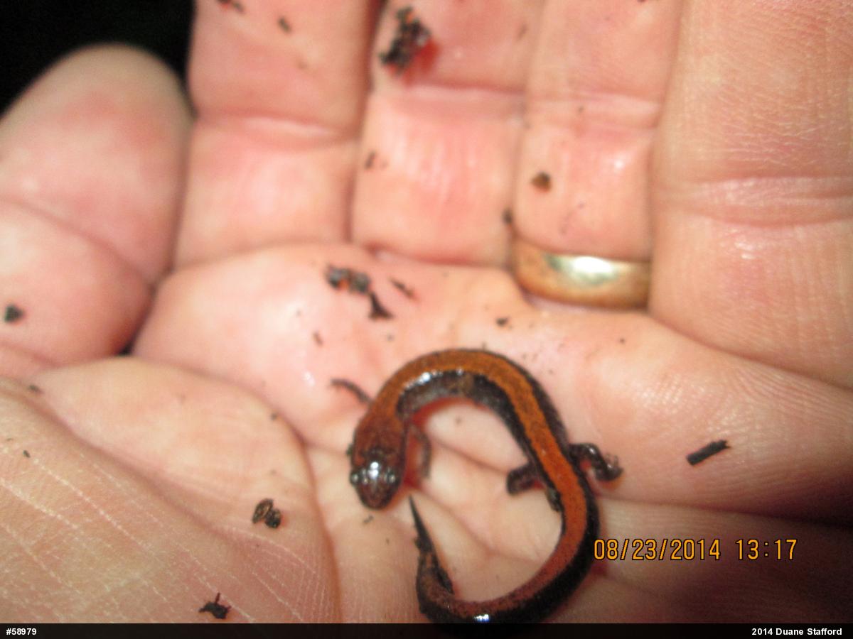 Eastern Red-backed  Salamander