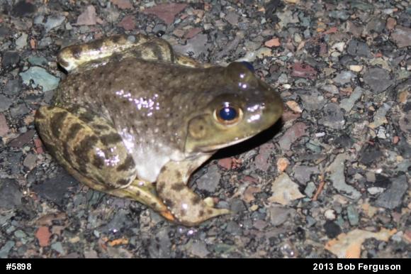 American Bullfrog