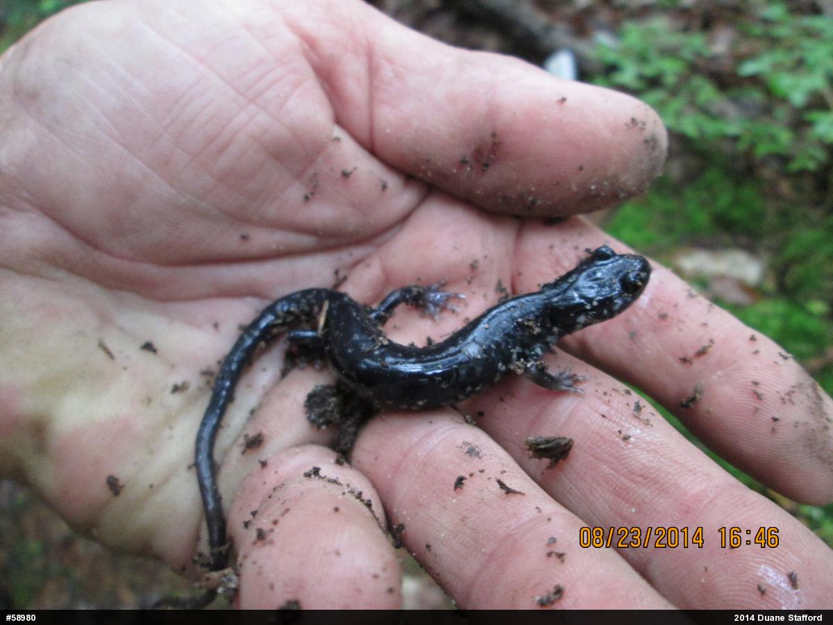 Northern Slimy Salamander