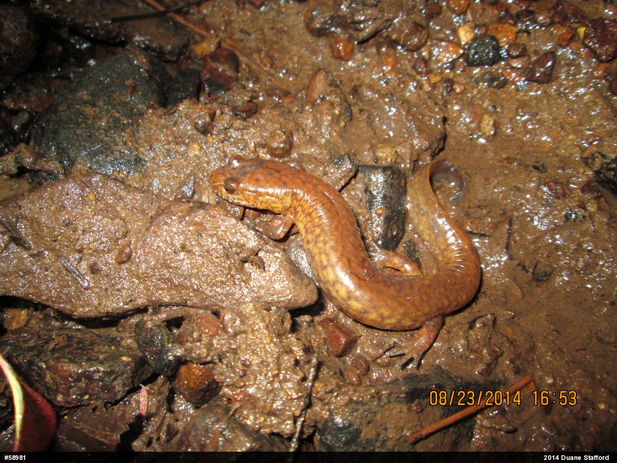 Northern Spring Salamander
