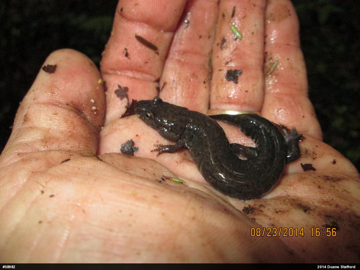 Northern Dusky Salamander