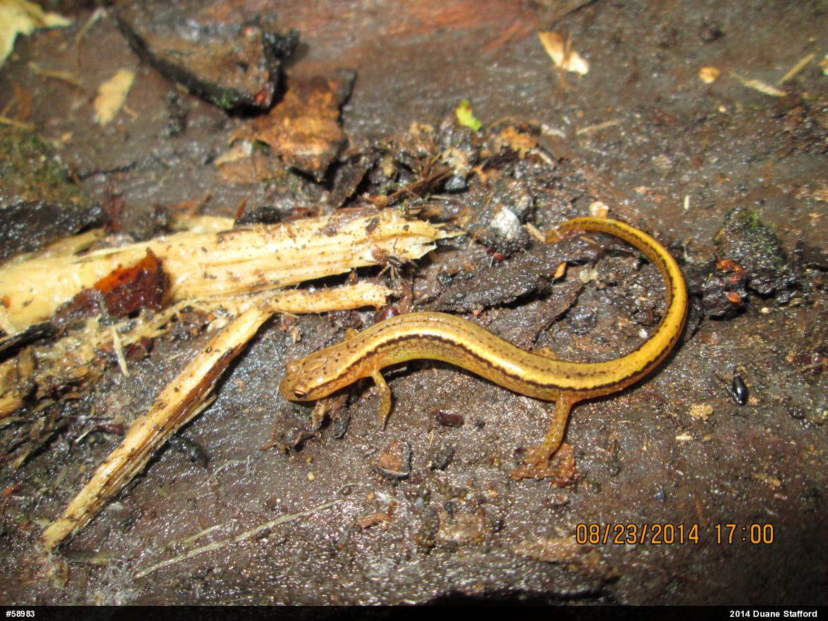 Northern Two-lined Salamander