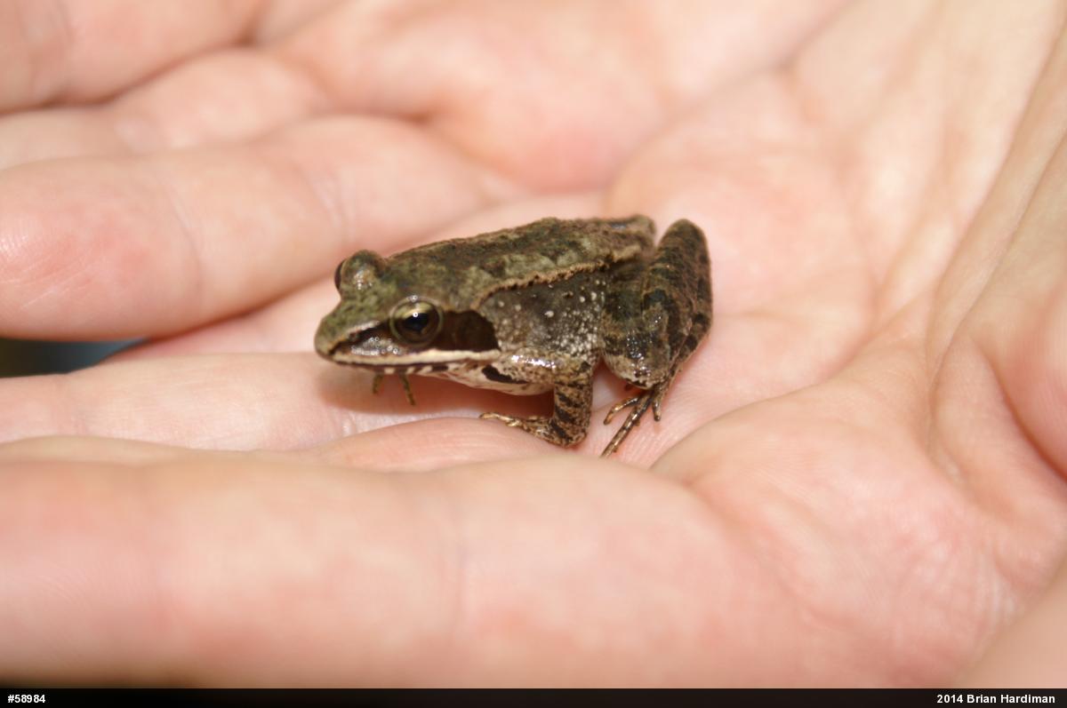 Wood Frog