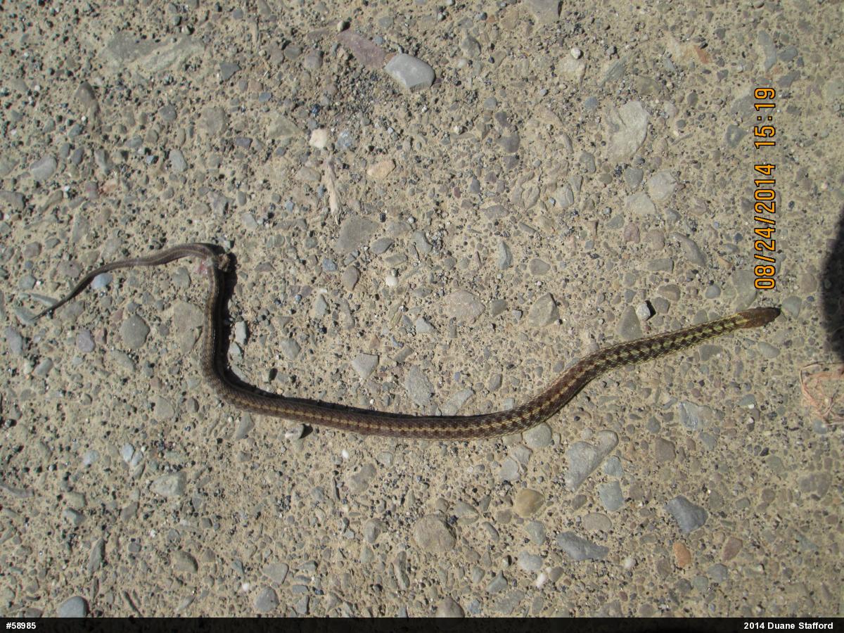 Eastern Gartersnake