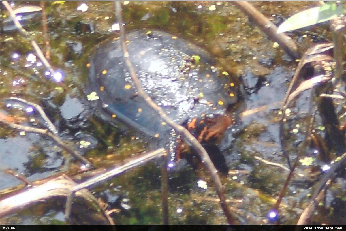 Spotted Turtle