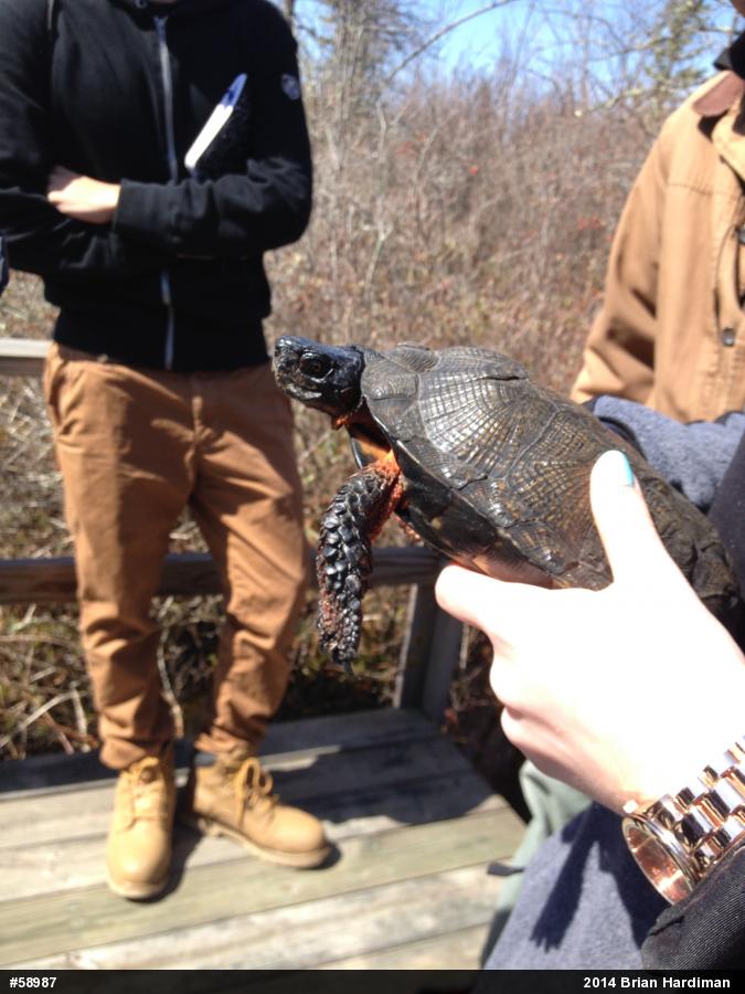 Wood Turtle
