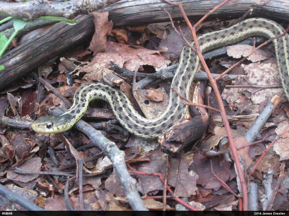 Eastern Gartersnake