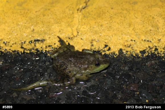 American Bullfrog