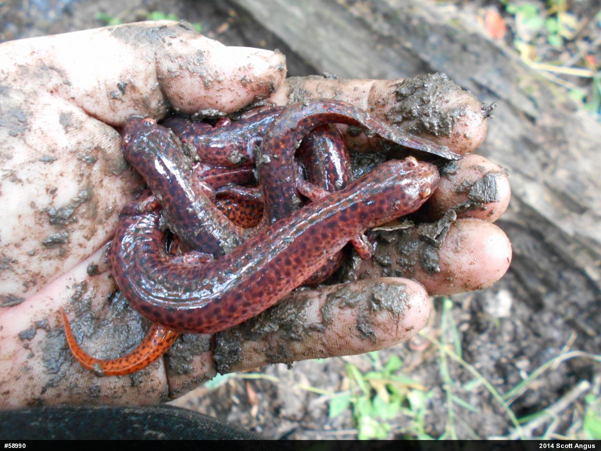 Northern Red Salamander