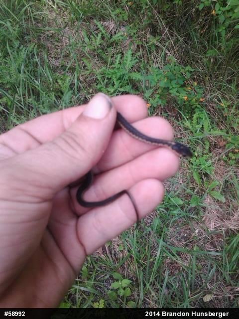 Eastern Gartersnake