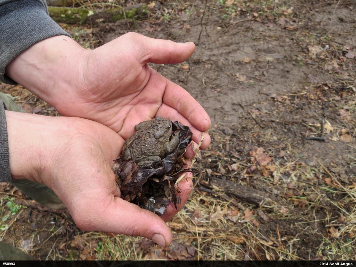 Eastern American Toad