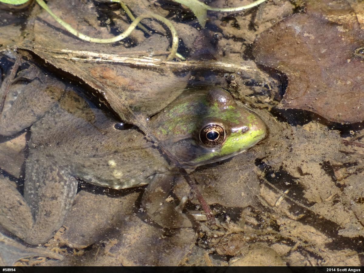 Green Frog