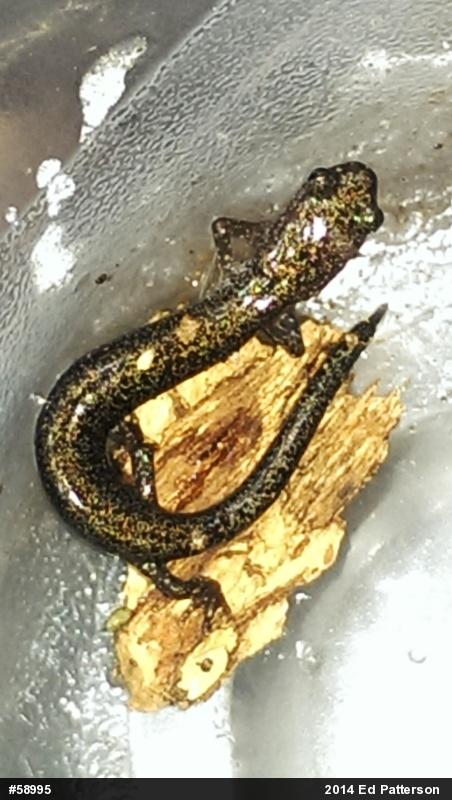 Valley And Ridge Salamander