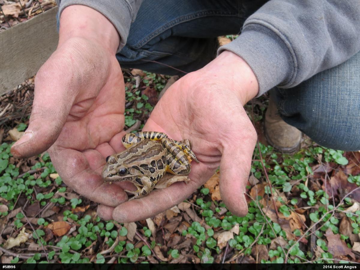 Pickerel Frog