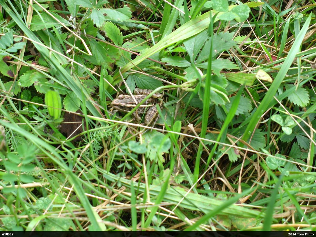 Pickerel Frog