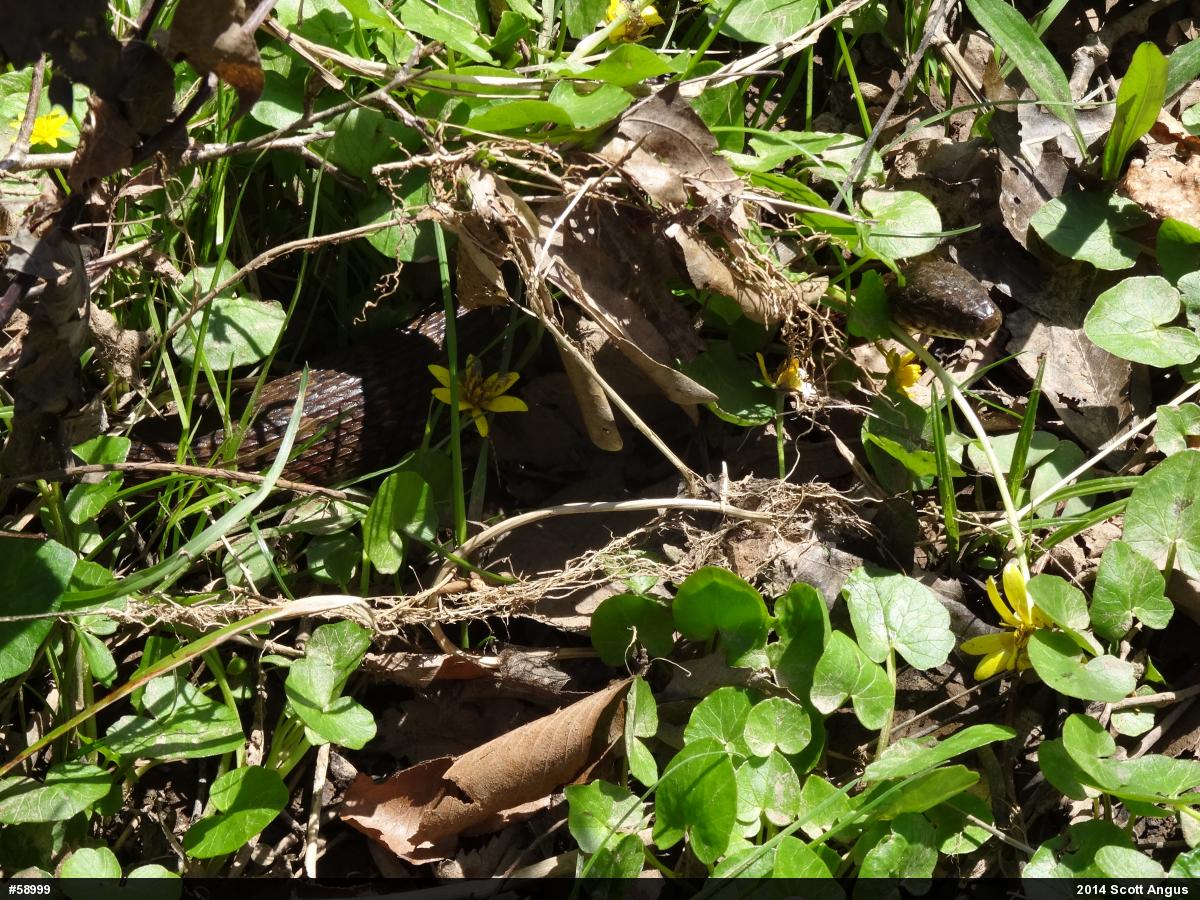 Northern Watersnake