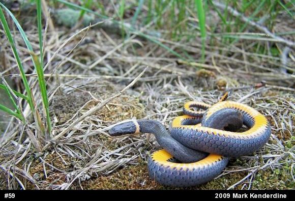 Northern Ring-necked Snake