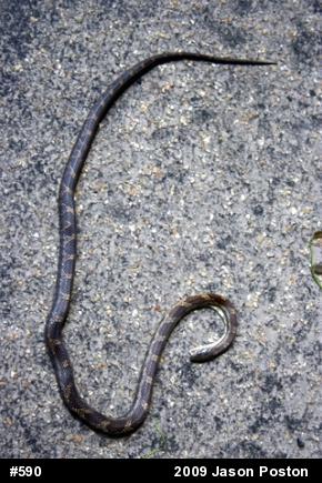 Eastern Ratsnake