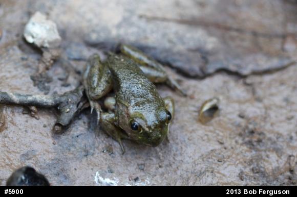American Bullfrog
