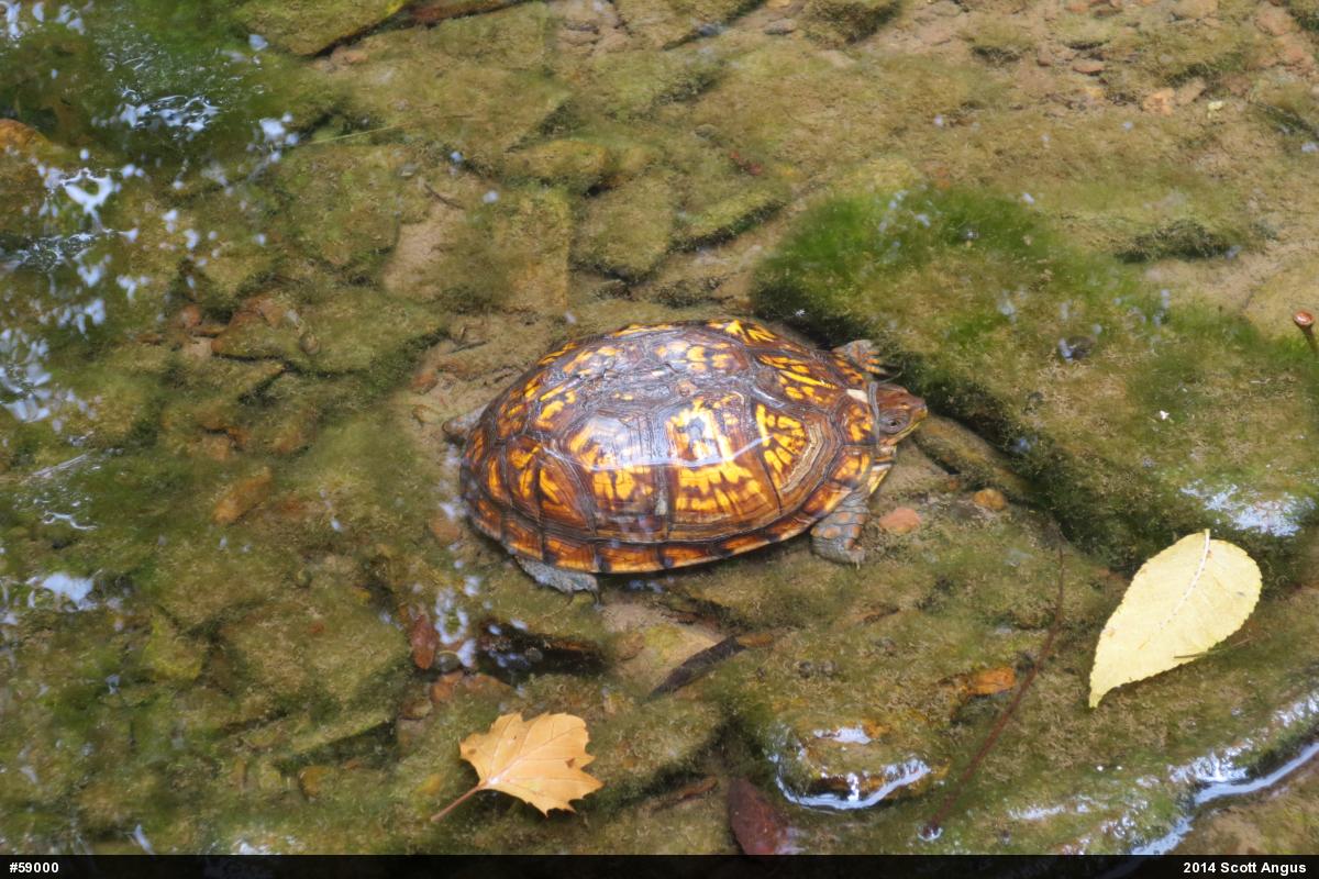 Eastern Box Turtle