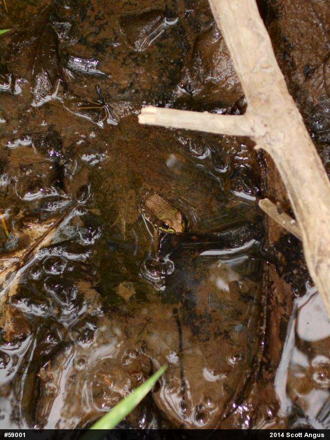 Green Frog