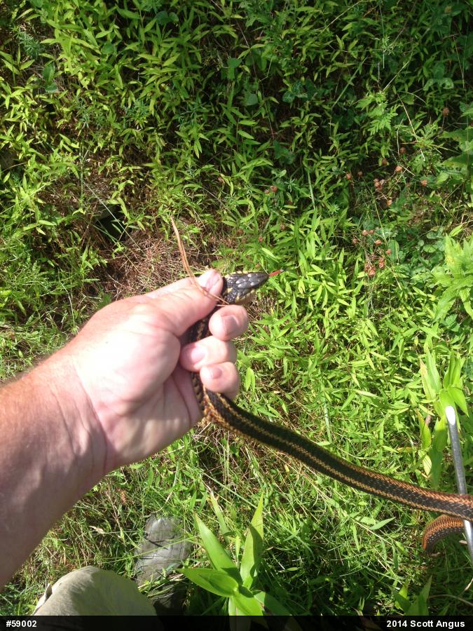 Eastern Gartersnake