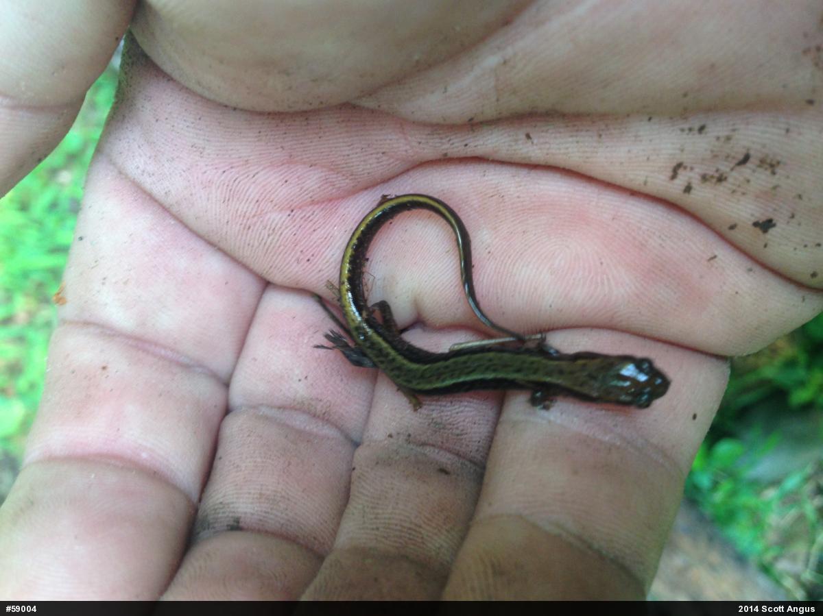 Northern Two-lined Salamander