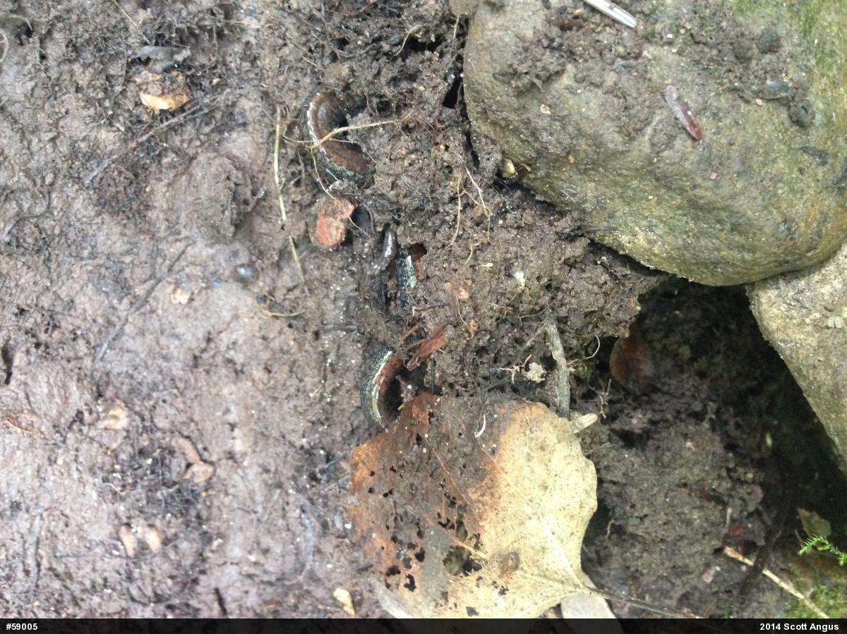 Eastern Red-backed  Salamander