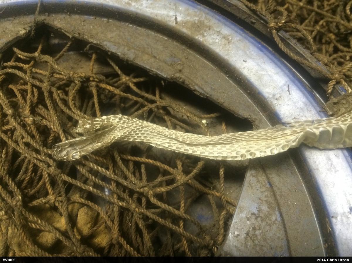 Eastern Ratsnake