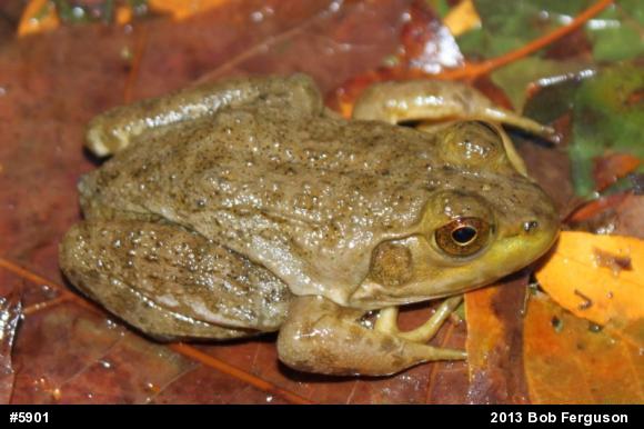 American Bullfrog