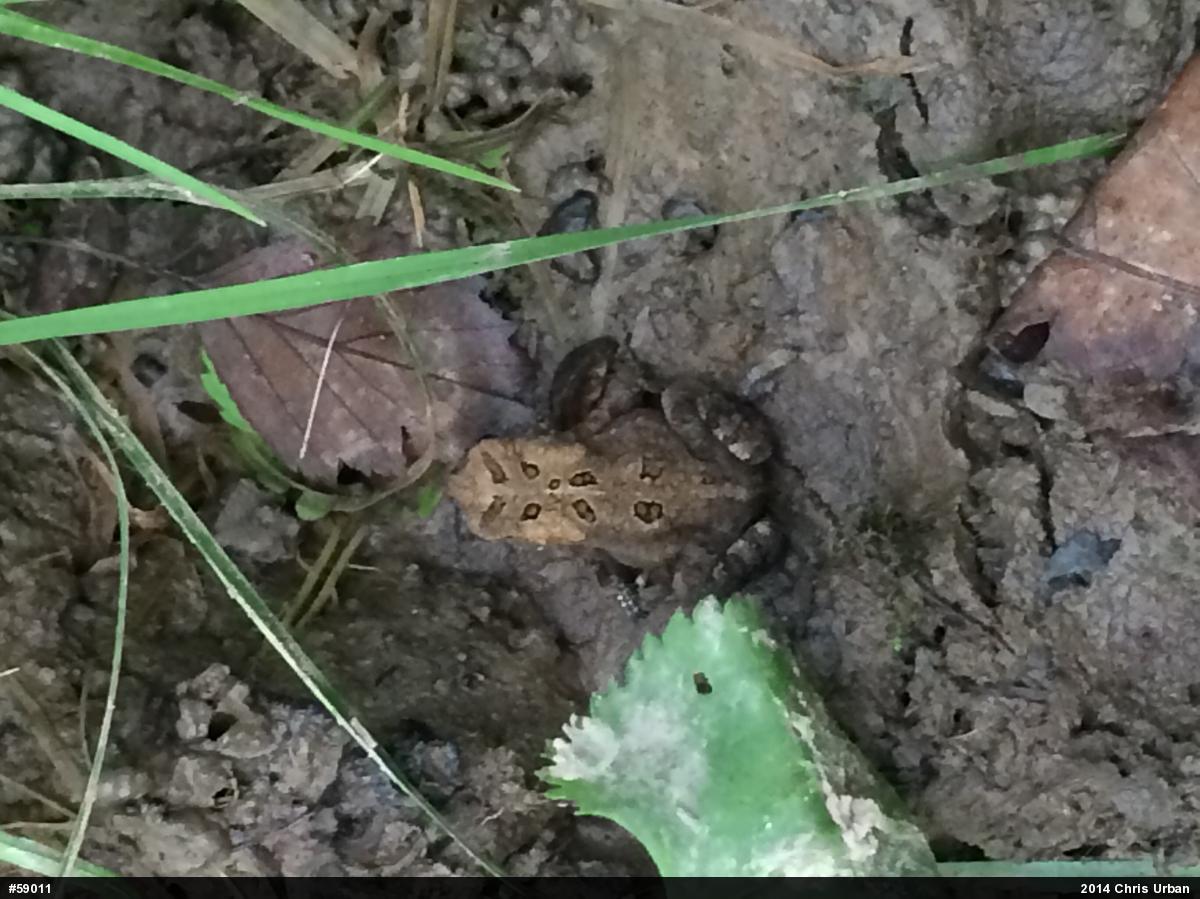 Eastern American Toad