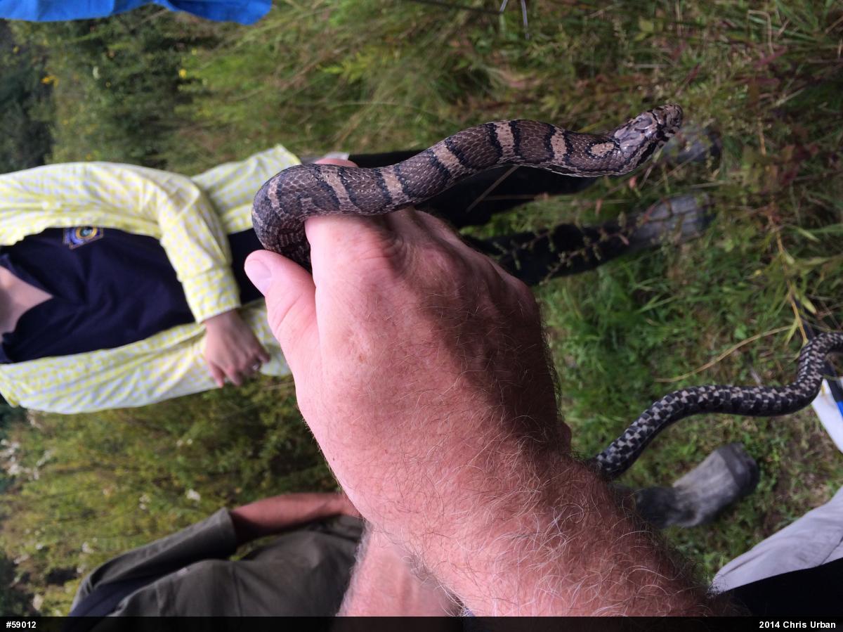 Eastern Milksnake