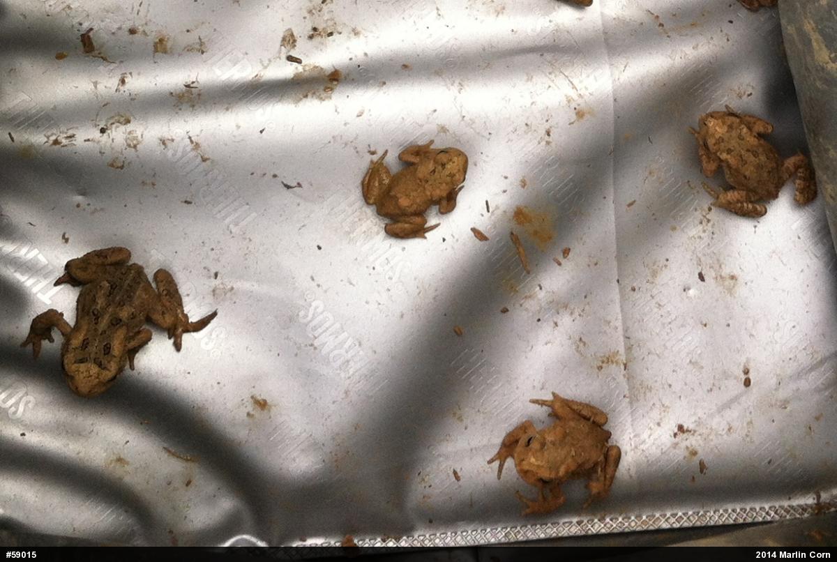 Eastern American Toad