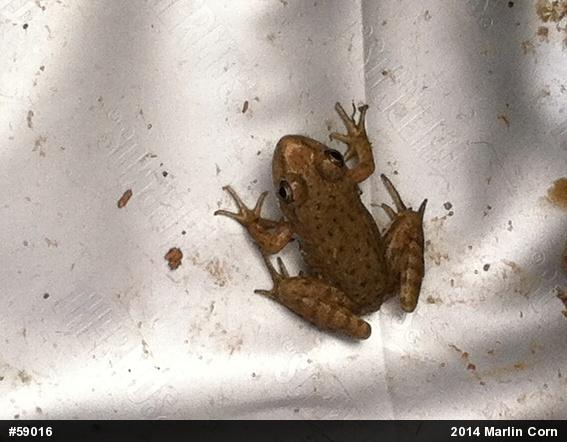 Green Frog