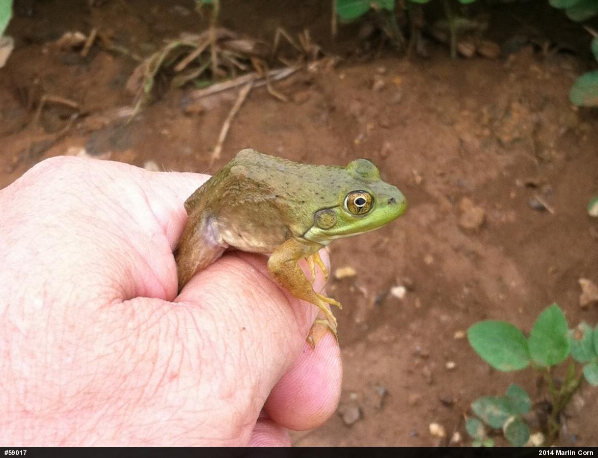 American Bullfrog