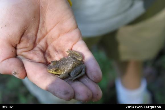American Bullfrog