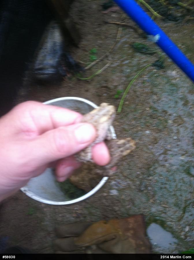Eastern American Toad