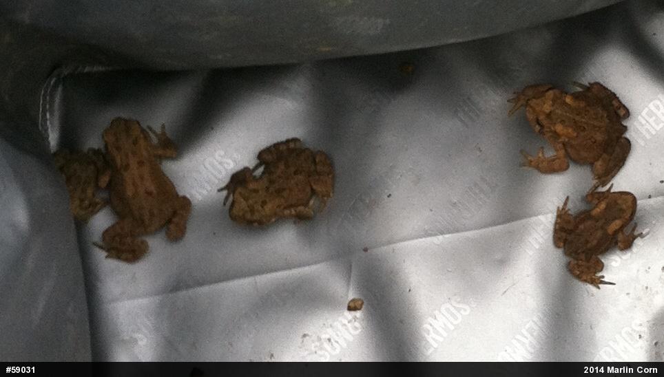 Eastern American Toad
