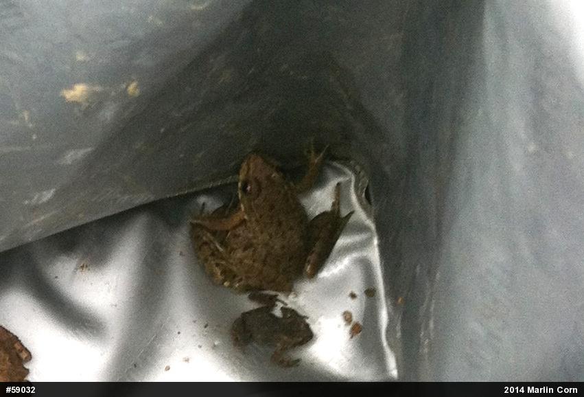 Green Frog