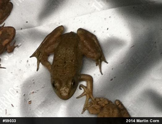 American Bullfrog