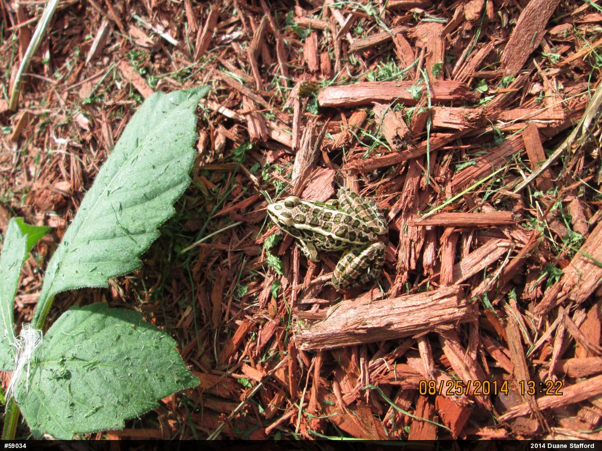 Pickerel Frog