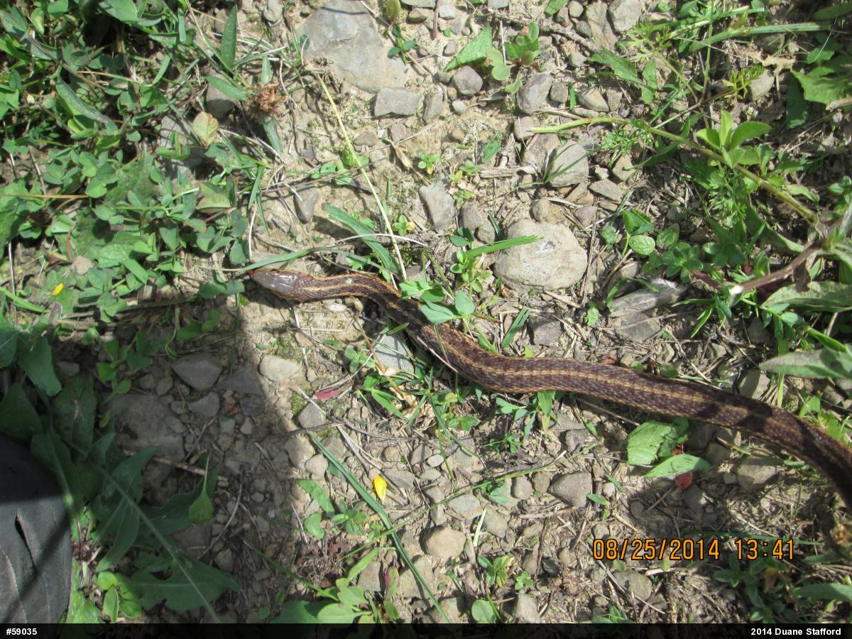 Eastern Gartersnake