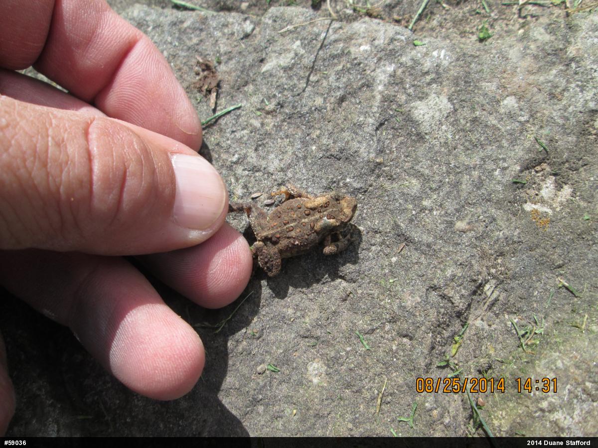 Eastern American Toad