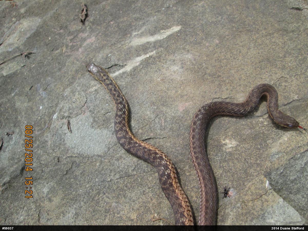 Eastern Gartersnake