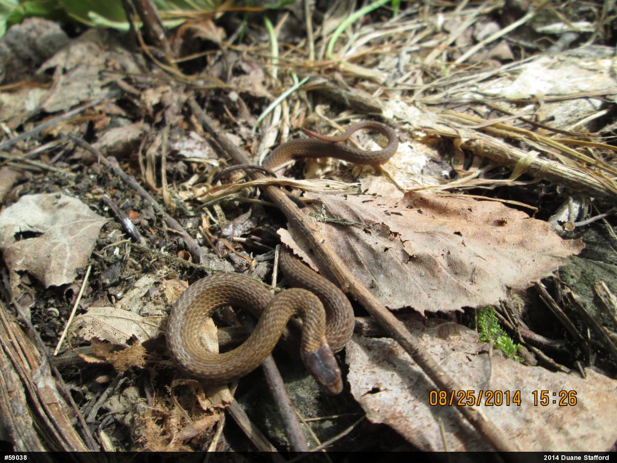 Red-bellied Snake