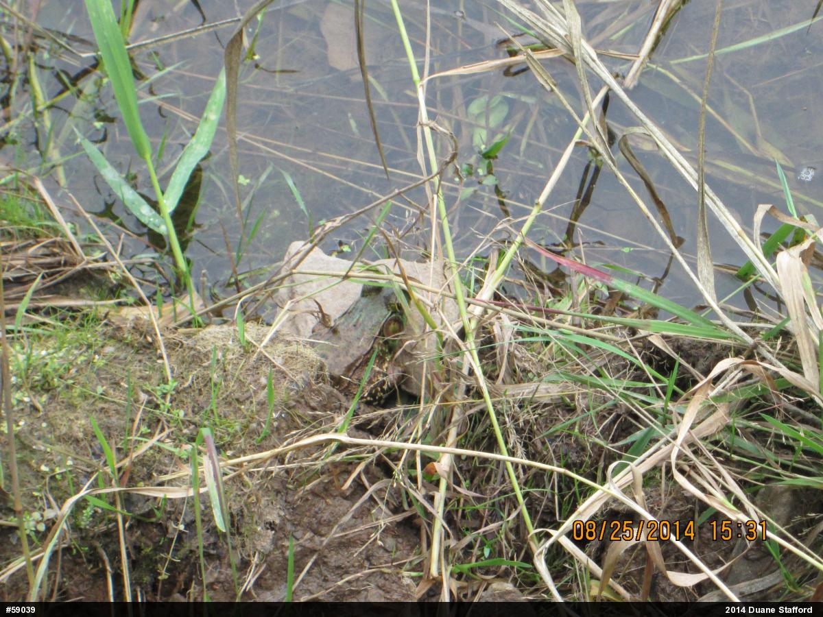 Green Frog