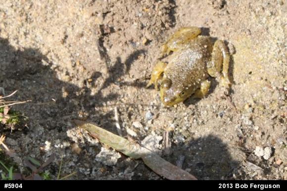 American Bullfrog