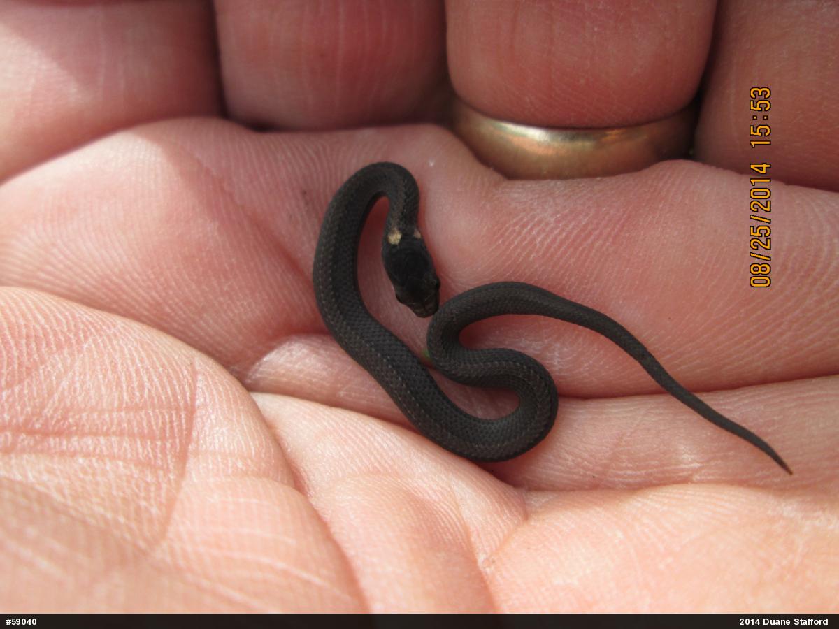 Red-bellied Snake