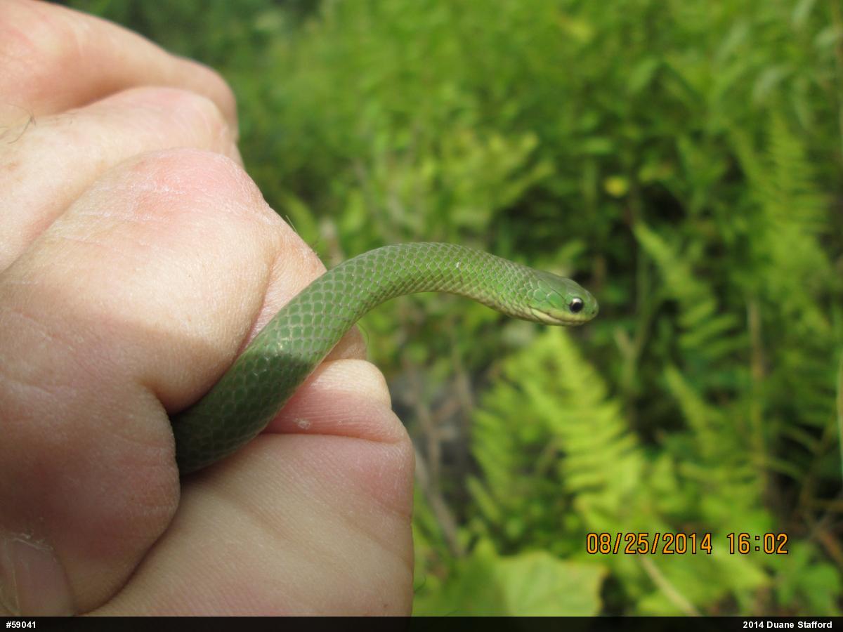 Smooth Greensnake